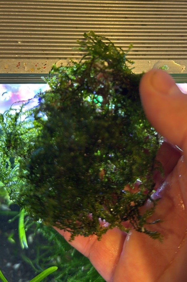 Java Moss. BUY 2 get 1 order free!!!!