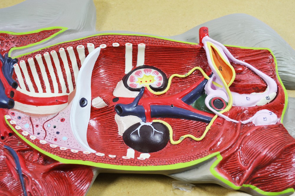 Eisco Labs Premium Model Pig Dissection Model