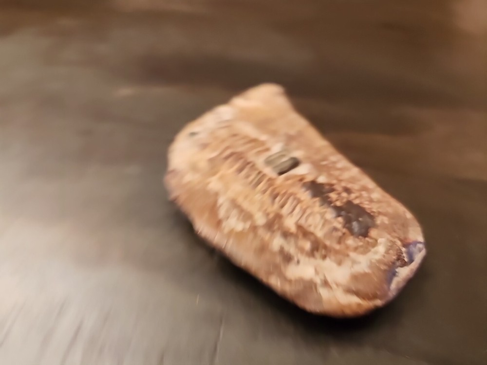 3" Natural Fossil