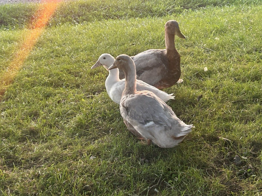 12+ Duck Fertilized Hatching Eggs Mixed Colors