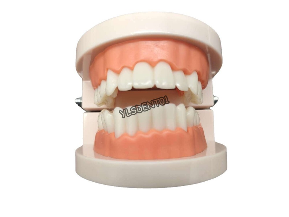 1PC Dental Standard Adult Teeth Model Demonstration Study Teaching Typodont