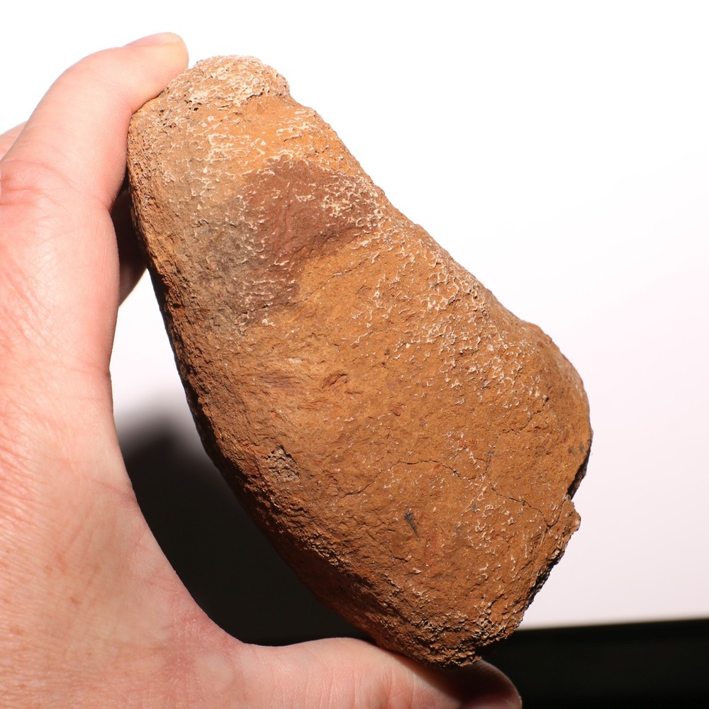 Agate Agatized Dinosaur End Bone Fossil - from Hell Creek Formation Cretaceous