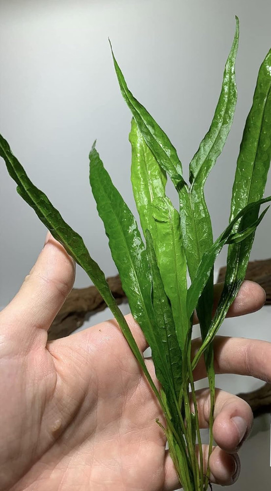 Java Fern Microsorum Pteropus Easy Low Light Live Aquarium Plant - Buy 1 Get 1