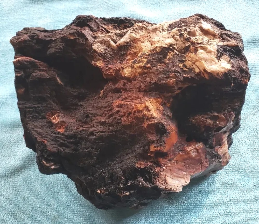 Agatized Opalized Petrified Oregon Fire-scorched Driftwood