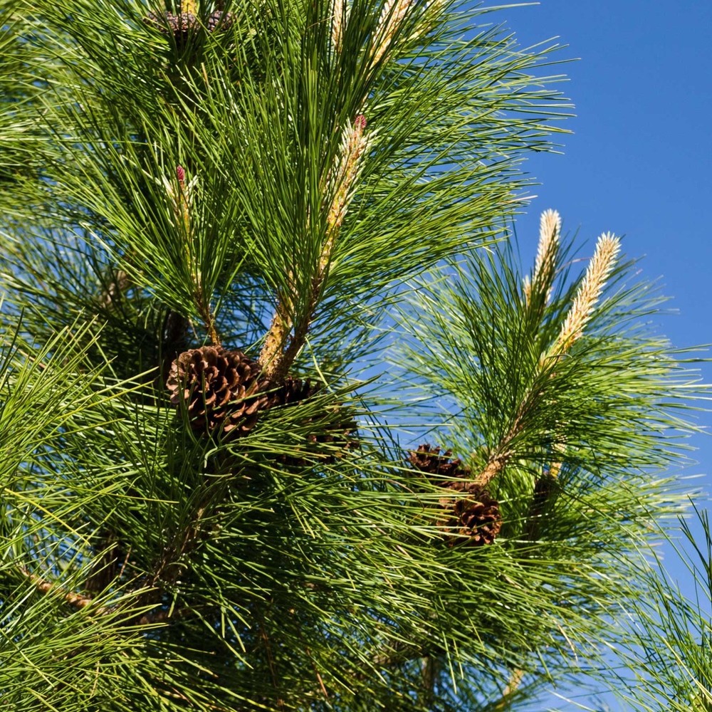 3 Ponderosa Pine Tree 6-12" Tall Starter Tree