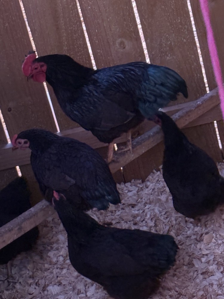 One Dozen Show Quality Rhode Island Red bantam Hatching Eggs
