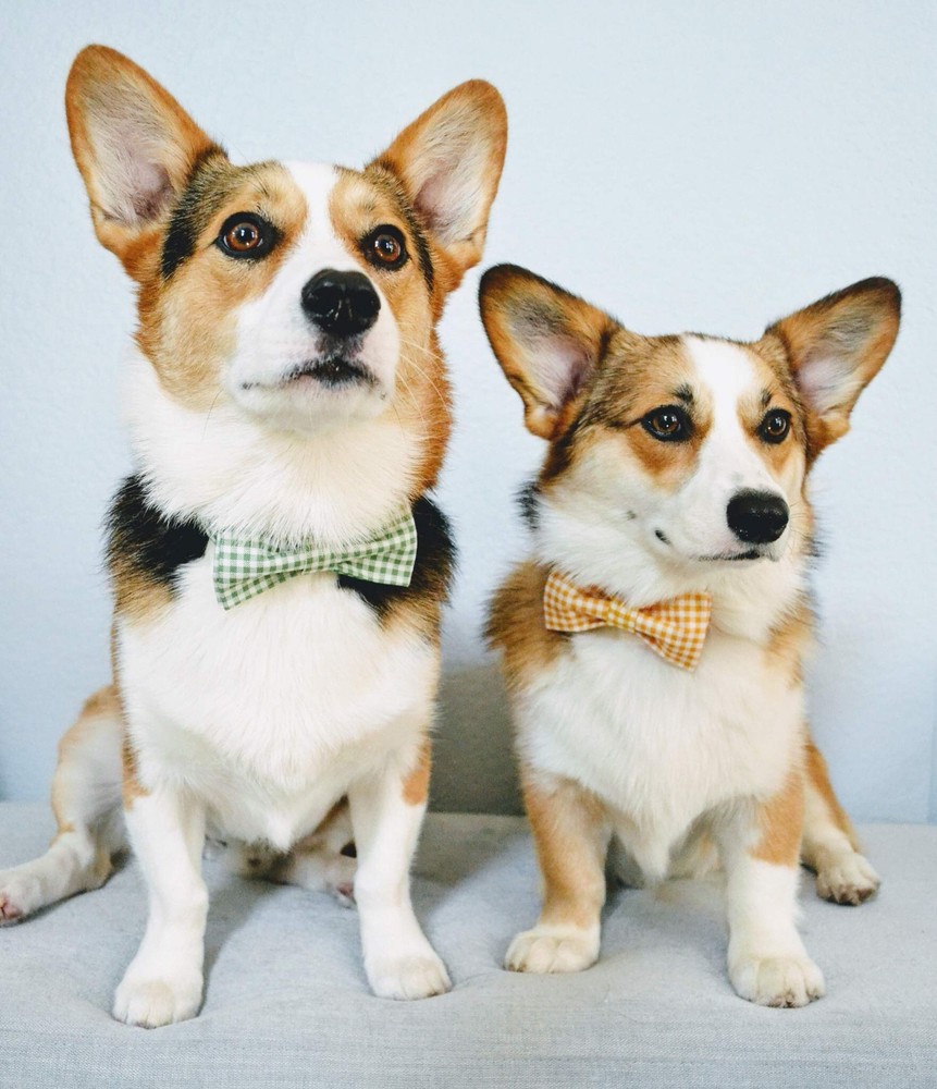 Dog Collar with Bowtie Durable Adjustable and Comfortable Collar for Medium D...