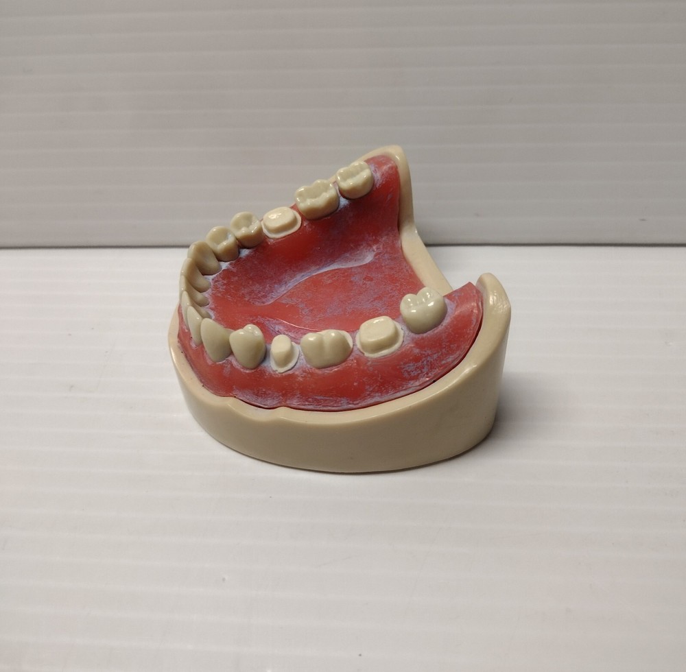 Columbia Dentoform Typodent Lower Artificial Fake Denture For Training Purposes