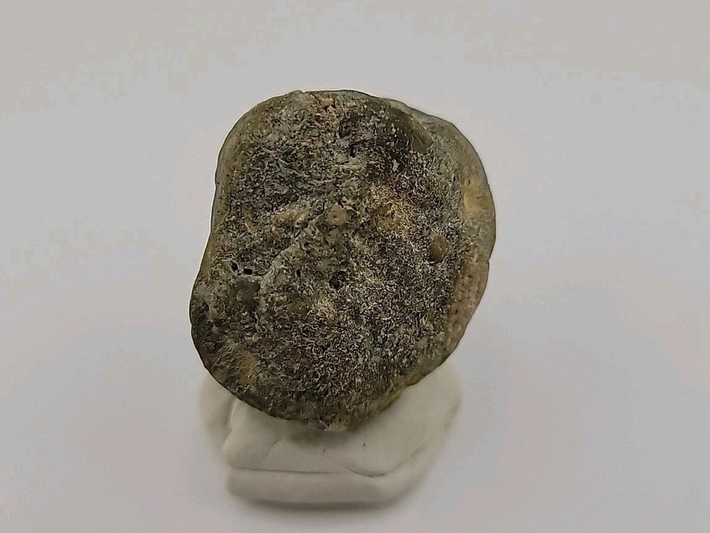Real Permineralized Dinosaur Half Egg Embro Uv Reactive