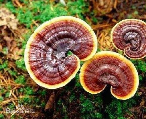 Ganoderma Lucidum 吉林省白山市靈芝