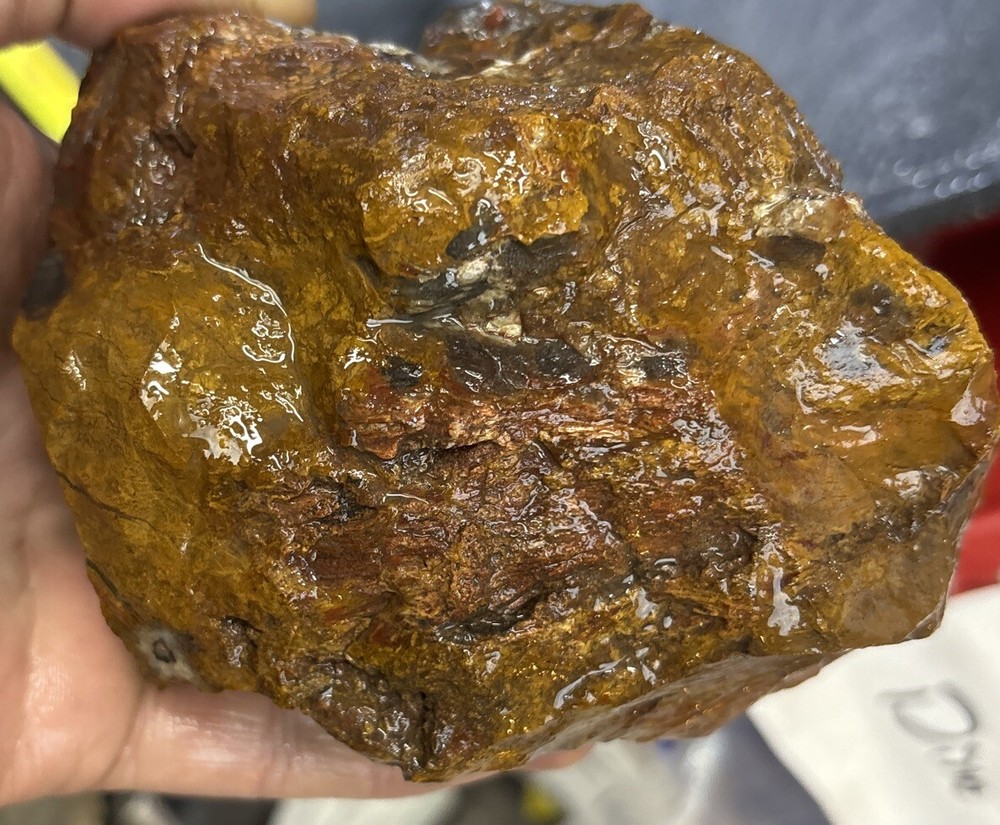 Silver Creek Junction petrified wood