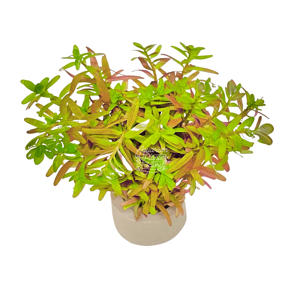 Rotala Ceylon | Aquarium Plants Factory®