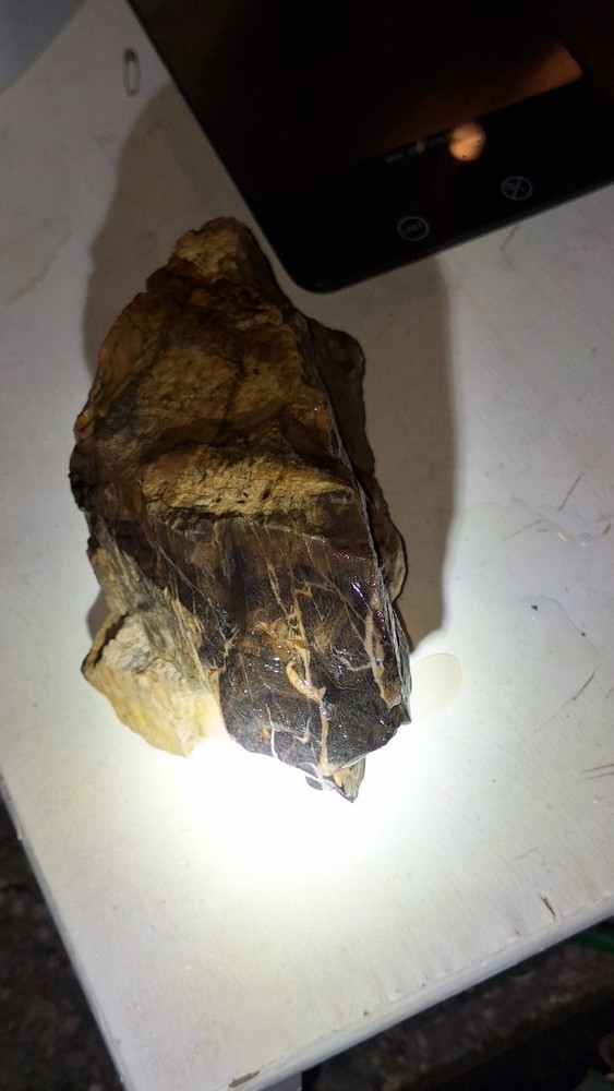 petrified wood log