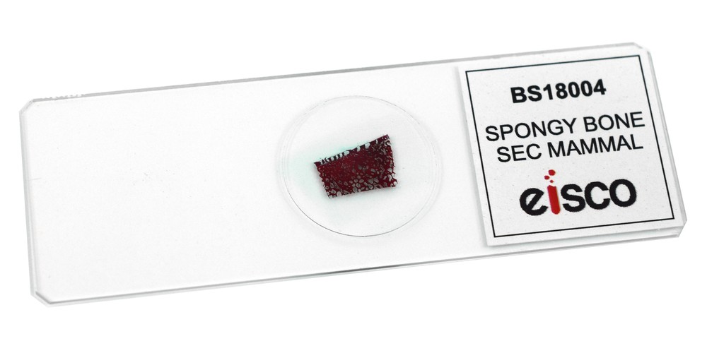 Spongy Bone Section (Mammal), Prepared Microscope Slide - 75x25mm - Eisco Labs