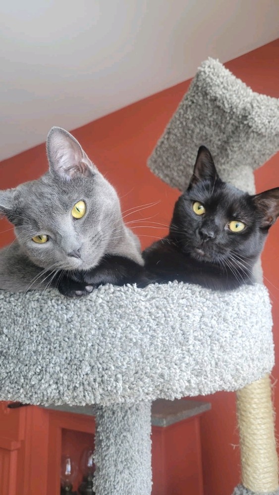 Exit Sign Right Arrow HD Plastic Directional Exit Indicator Arrow Lot 2 NEW