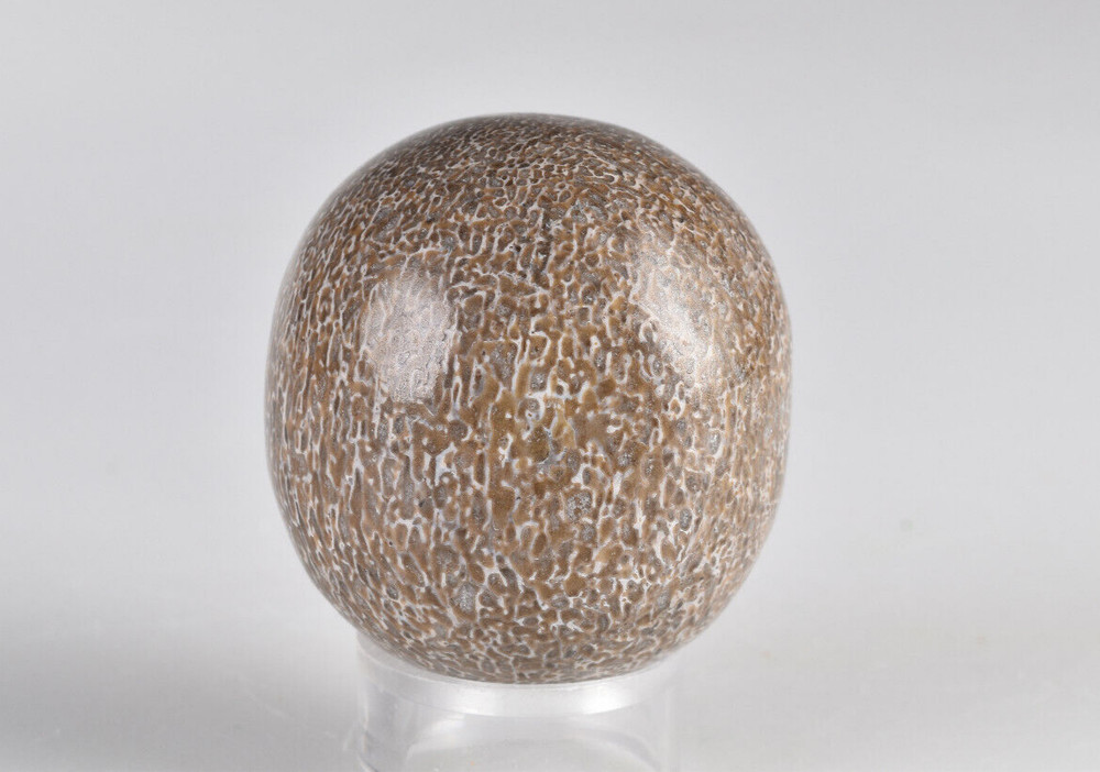 Dinosaur Bone Sphere from Morocco  4.3 cm # 21232