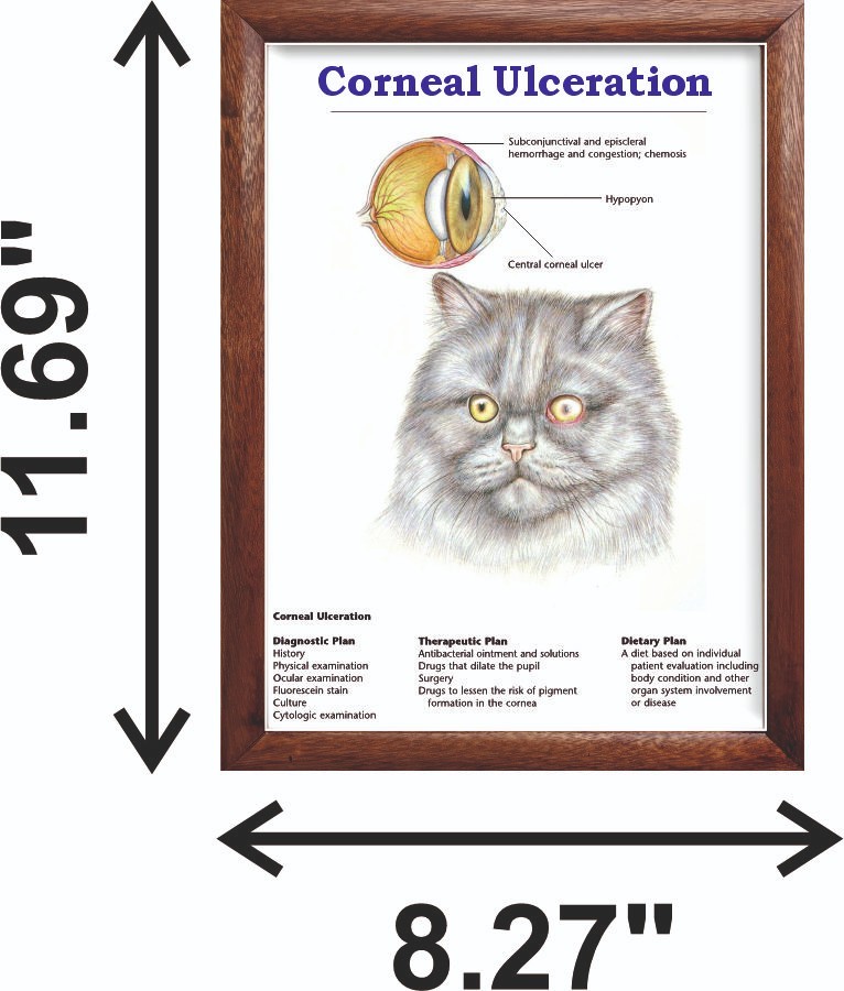 Corneal Ulceration Chart 12x18 inches