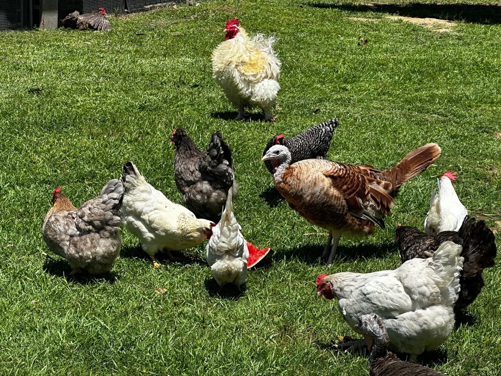 Frizzle BYM Hatching Eggs x12++