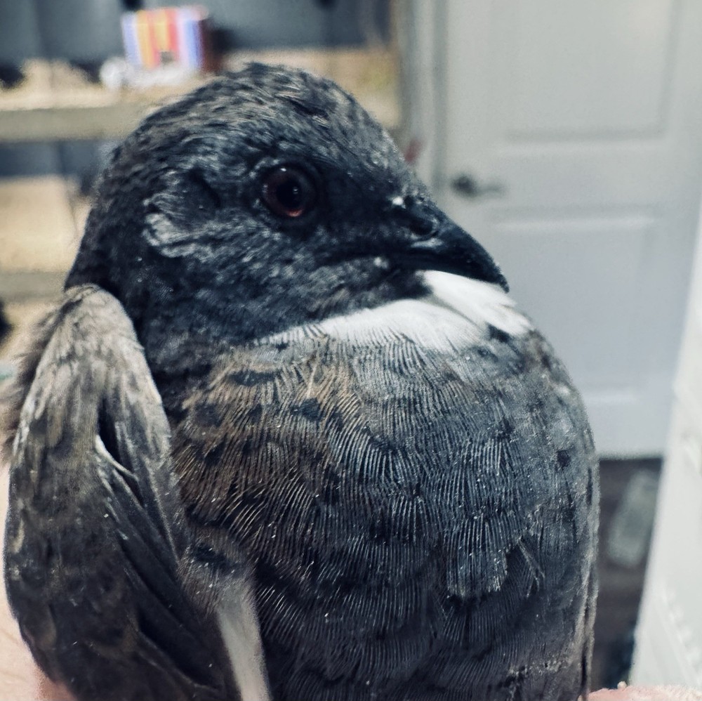 20 Button Quail Hatching Eggs Multiple Colors
