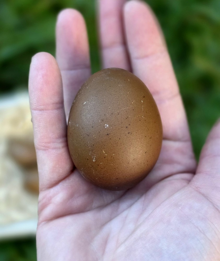 12+ *RARE* Dun Line Color Mudd Eggers! (Moss/Olive) Hatching Eggs!!
