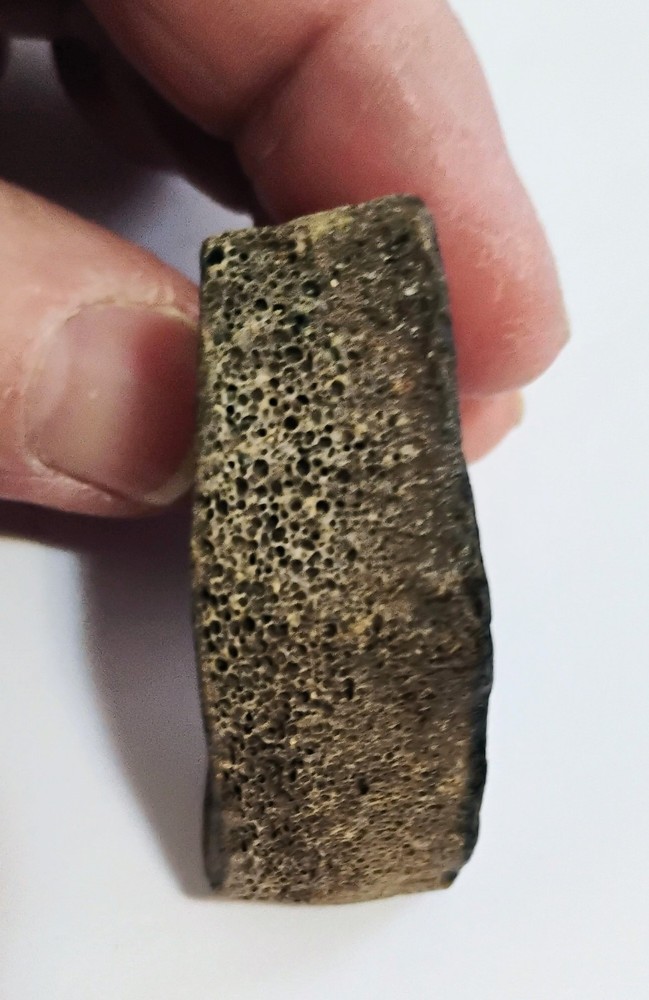 6 Petrified Fossil Bones