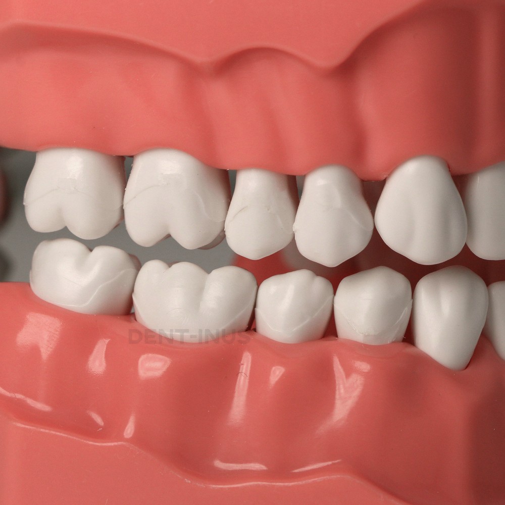 US Dental Teeth Typodont Model for Brushing Flossing Practice Teaching Study