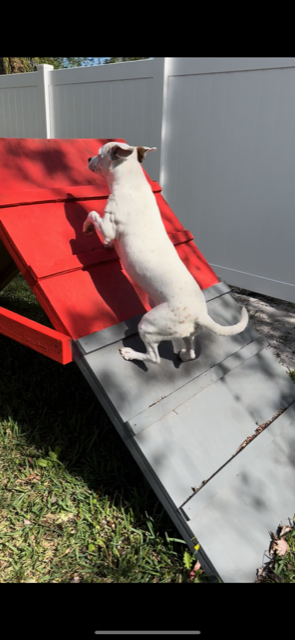 Dog Agility Ramp