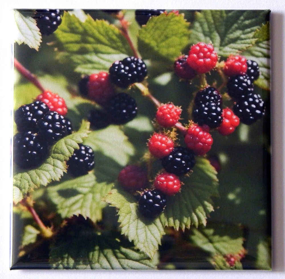Blackberries FRIDGE MAGNET "style K"