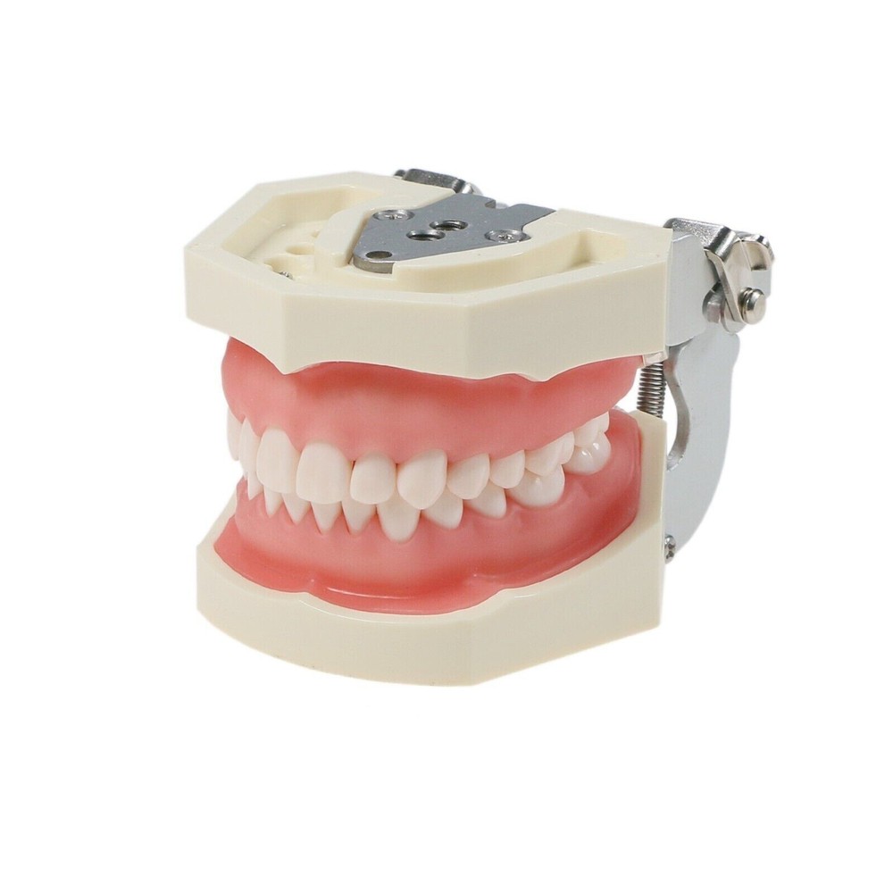 Dental Typodont Teeth Model With Removable Teeth Anatomical Screw Mounted Teeth