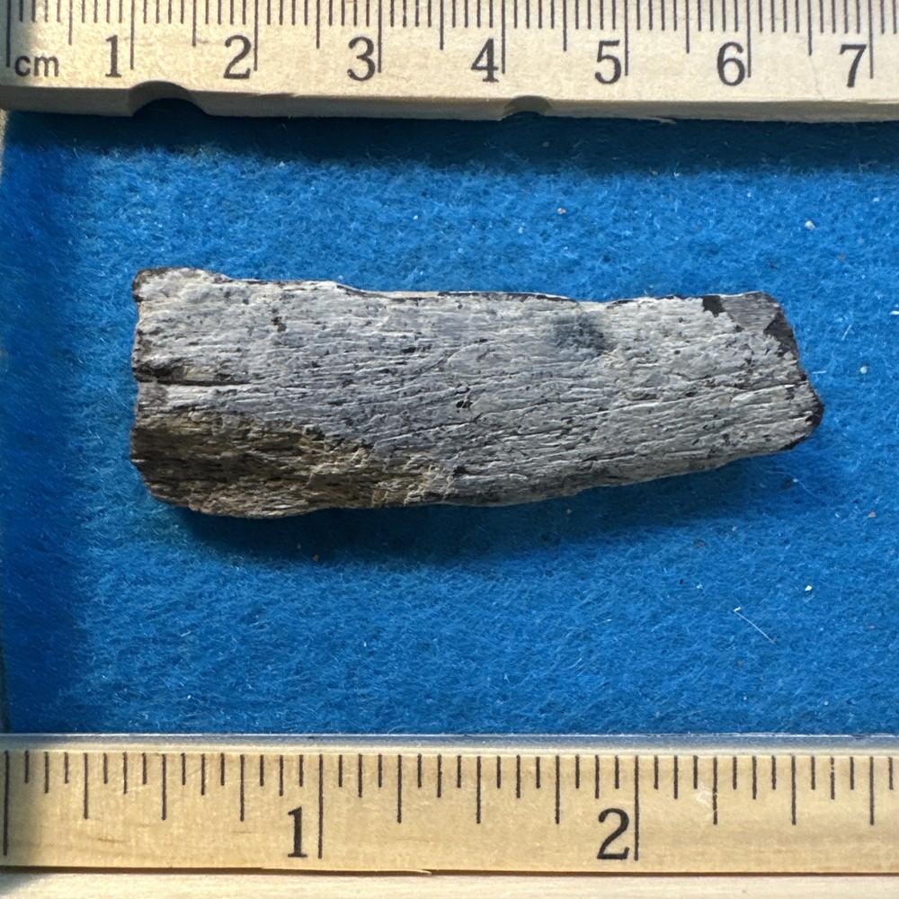 Allosaurus Extinct Dinosaur Bone Fossil with Display Case