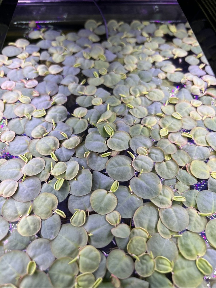 Red Root Floaters-8 in. Portion-Aquarium Plant