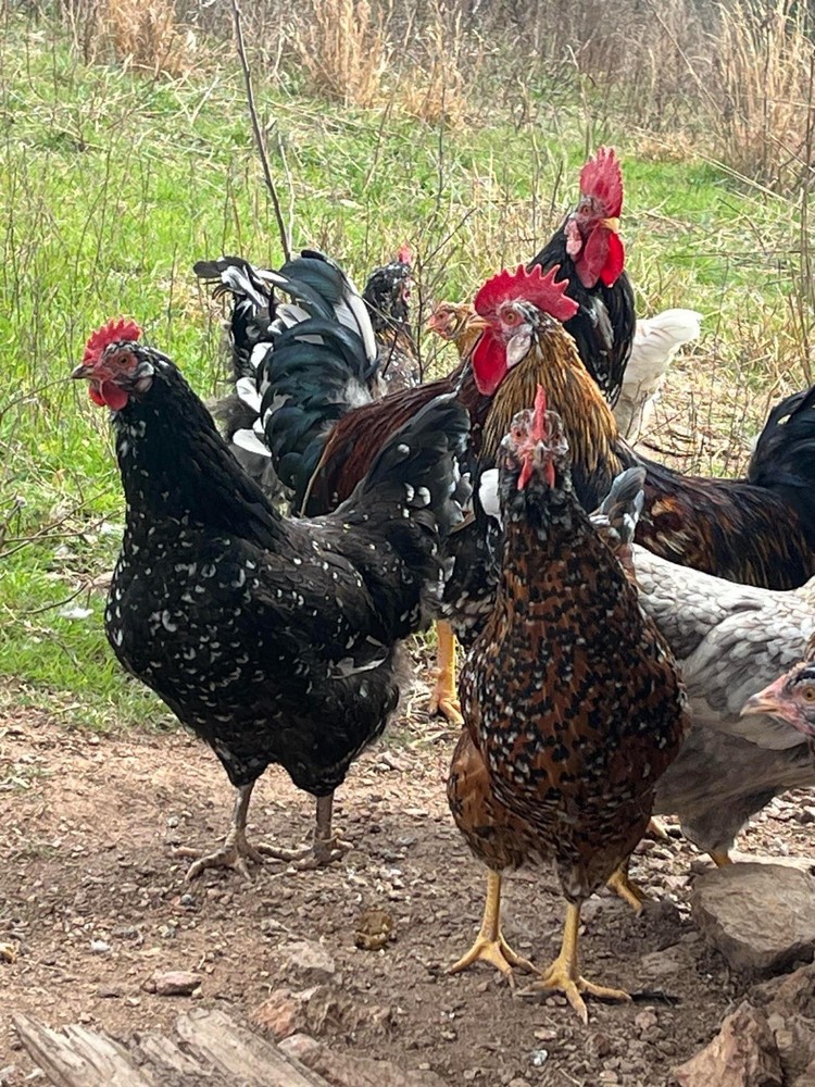 Swedish Flower Hatching Eggs NPIP 6+