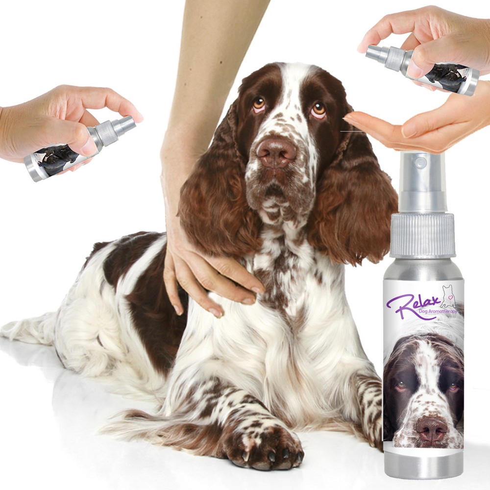 Is Your Springer Spaniel Afraid of Thunder? Fireworks? Try Relax Aromatherapy