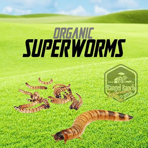 1000 organic large super worms