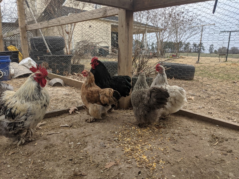 12++ Bantam Cochin Hatching Eggs
