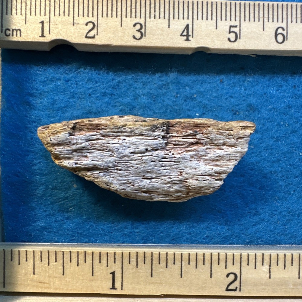 Spinosaurus Extinct Dinosaur Bone Fossil in Display Case