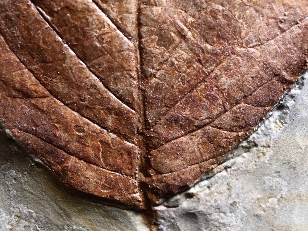 Unusual Leaf Fossil, Glendive, MT