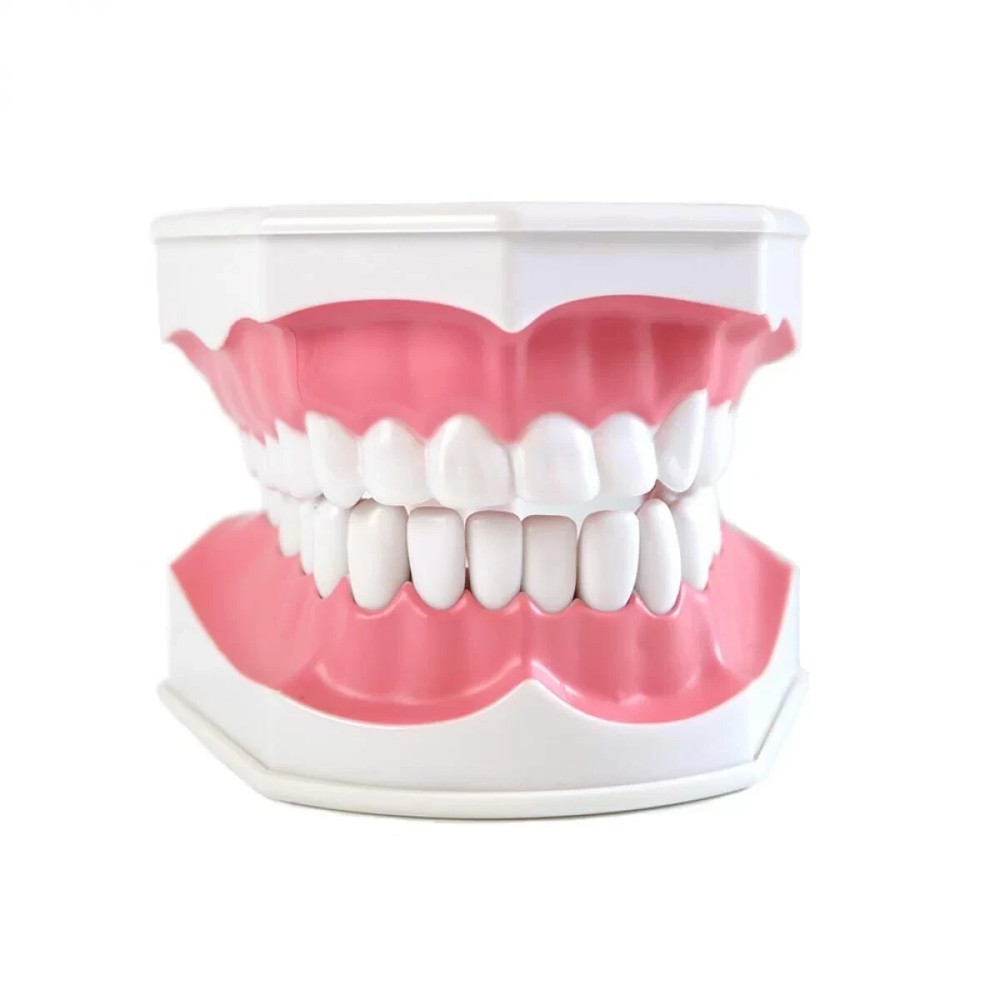 Dental Teeth With Toothbrush Model For Teaching/Studying Dental