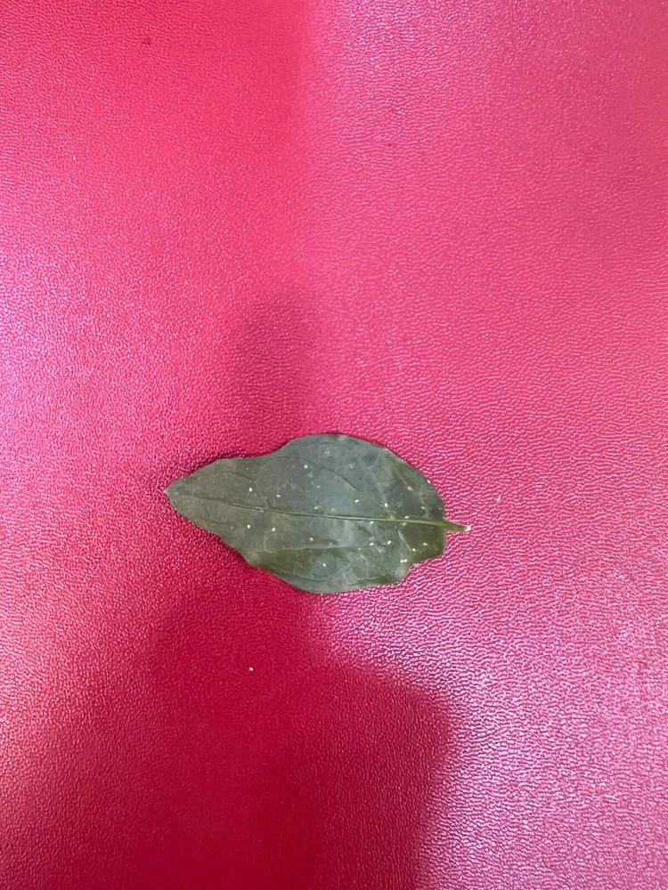 1 dried jasmine leaf on red font yellow ha