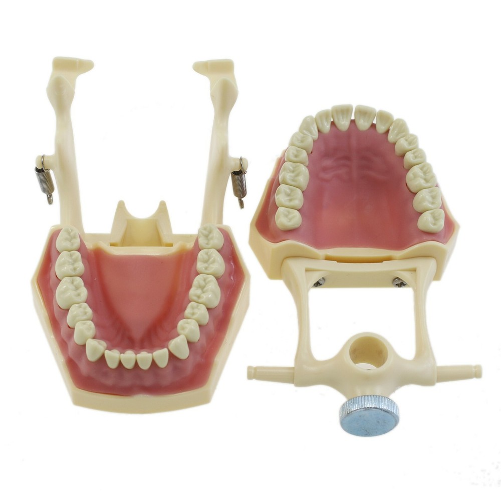 Dental Restorative Typodont Practice Model Removable 32PC Screw-in Teeth Frasaco