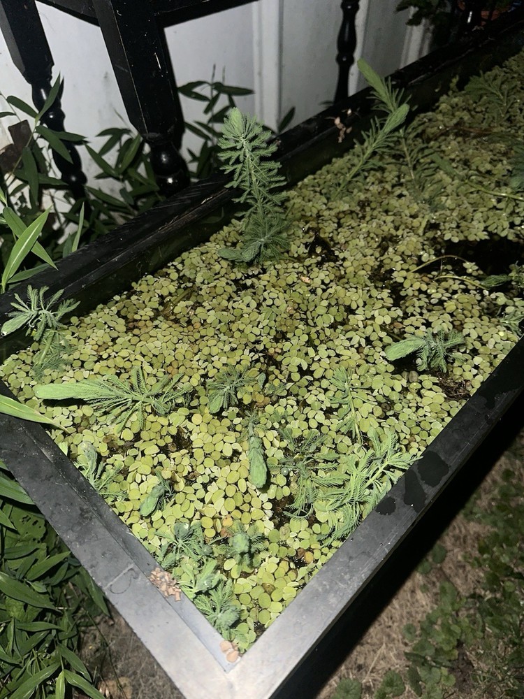 Parrot’s Feather | Bunch Of 3 Emersed Plants