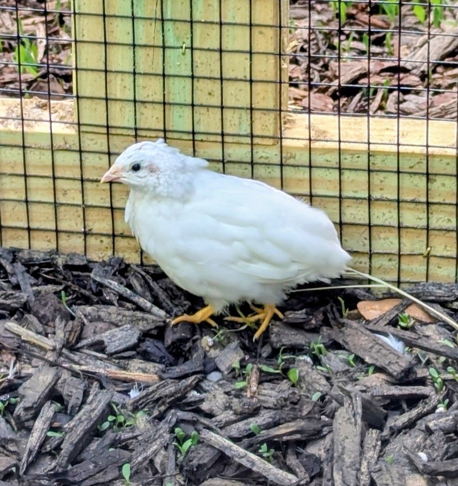 18+2 Button Quail Hatching Eggs