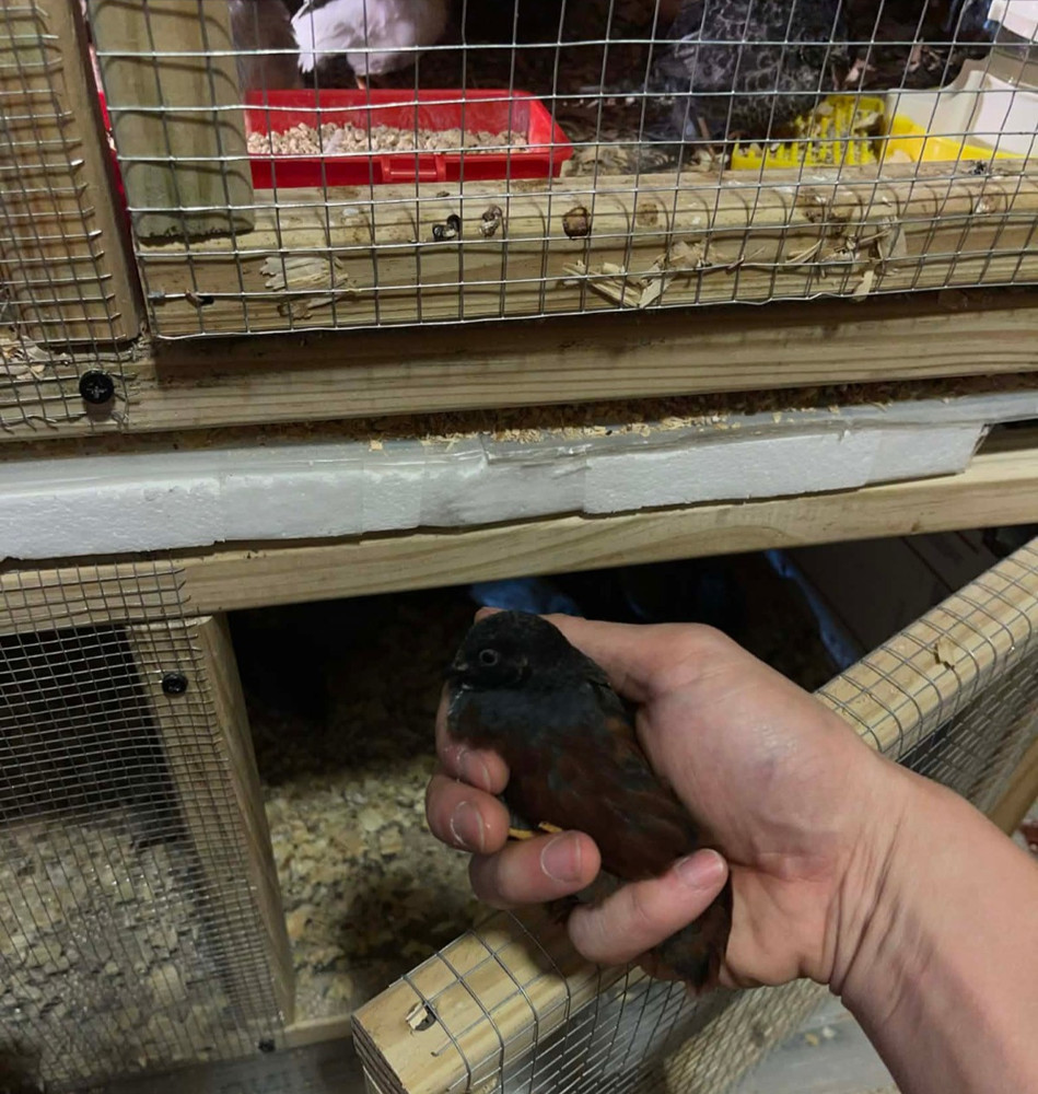 20+ Extra Button Chick (Button Quail) Hatching Eggs – Fresh & Multiple Colors