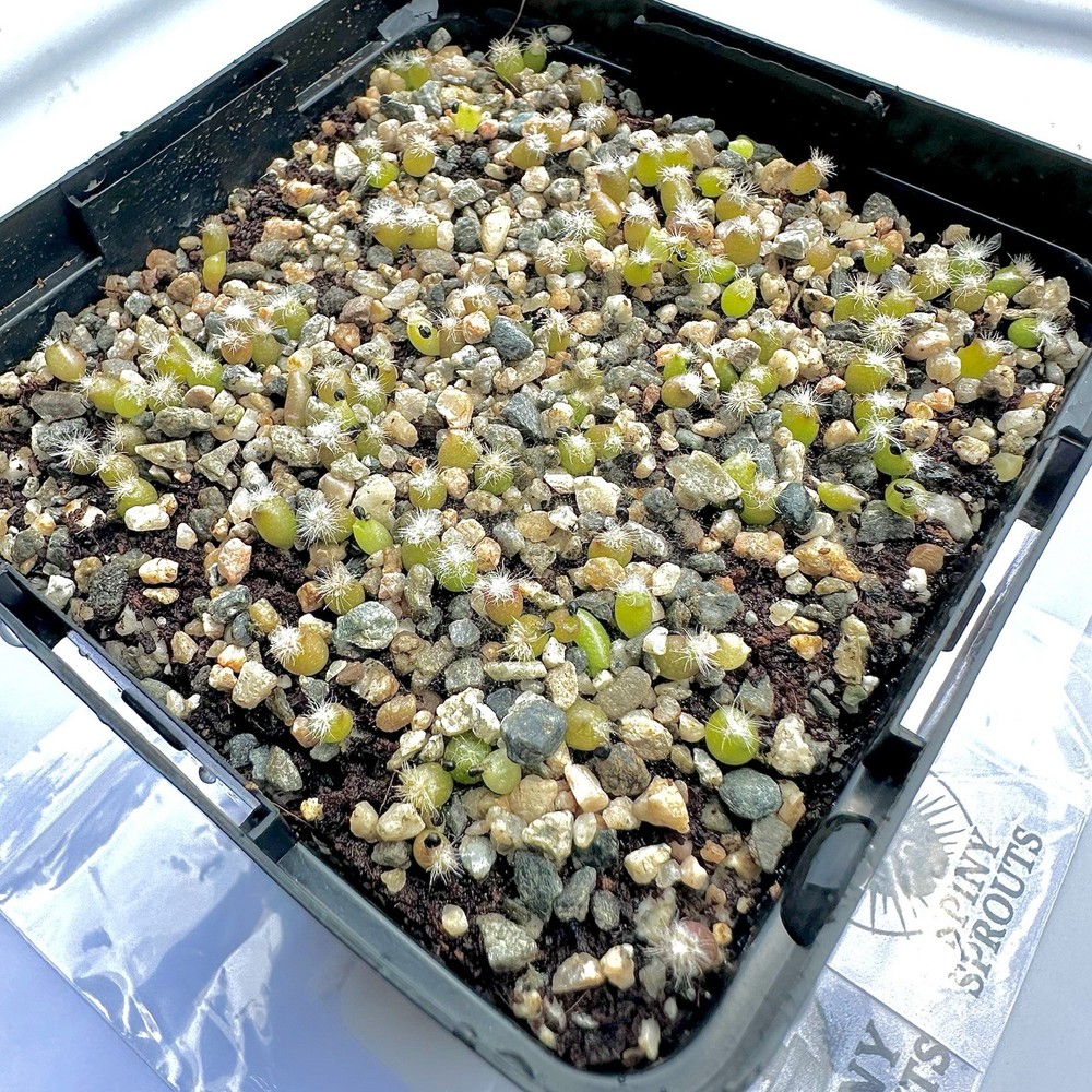 4 Layer System Cactus Seed Sowing Germination Mix Soil Kit Mycorrhizae 1 QUART