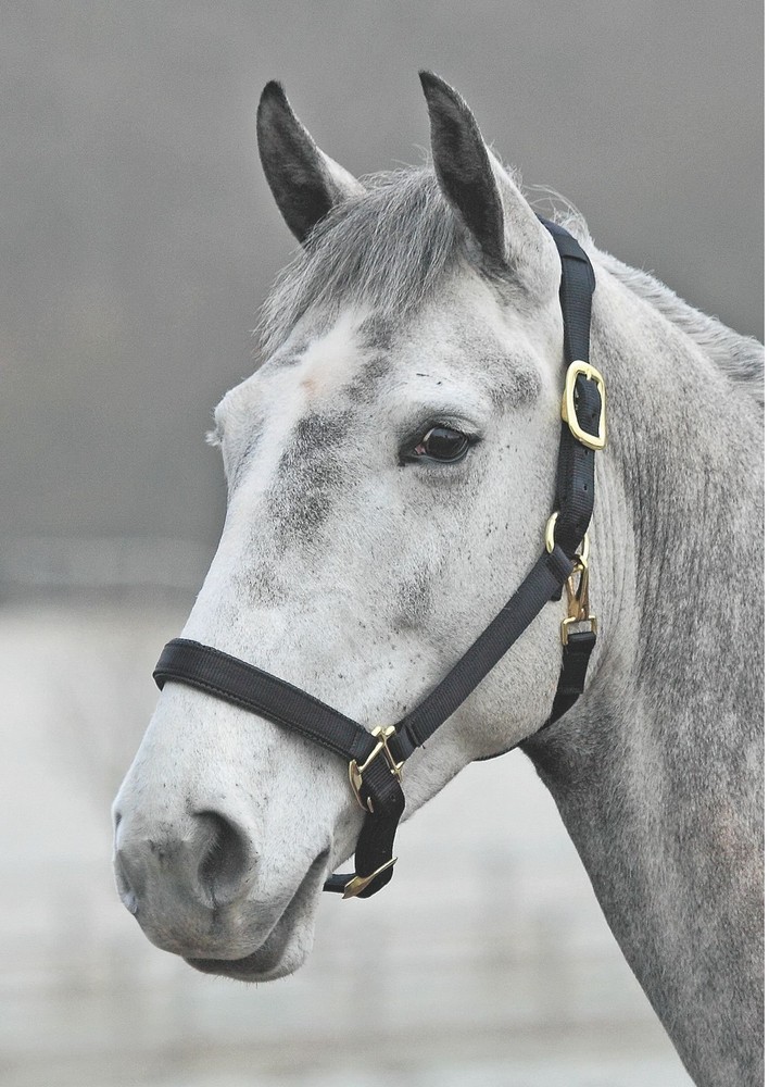 TOPAZ LEATHER BREAKAWAY NYLON HEADCOLLAR