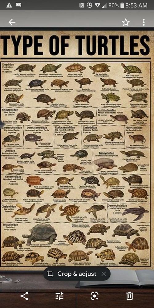 1 Pound Package Floating 38% Protein Free Shipping!