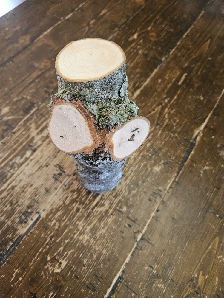 MAPLE  Turning Crotch Log 9" Long M4851