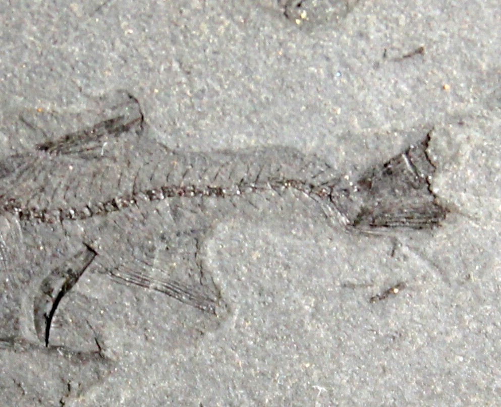 Vinciguerria distincta - Fossil fish