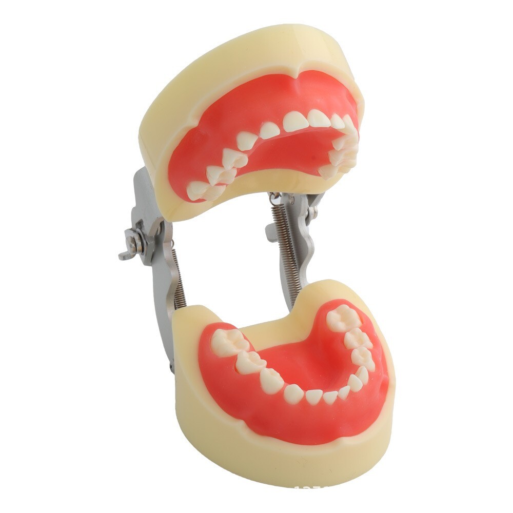 Children Deciduous Tooth Preparation Teach Model 24 Teeth Removable Replaceable