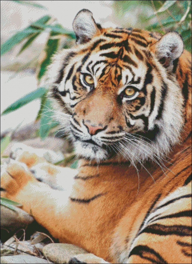 Sumatran Tiger - Chart Counted Cross Stitch Patterns Needlework DIY DMC Color